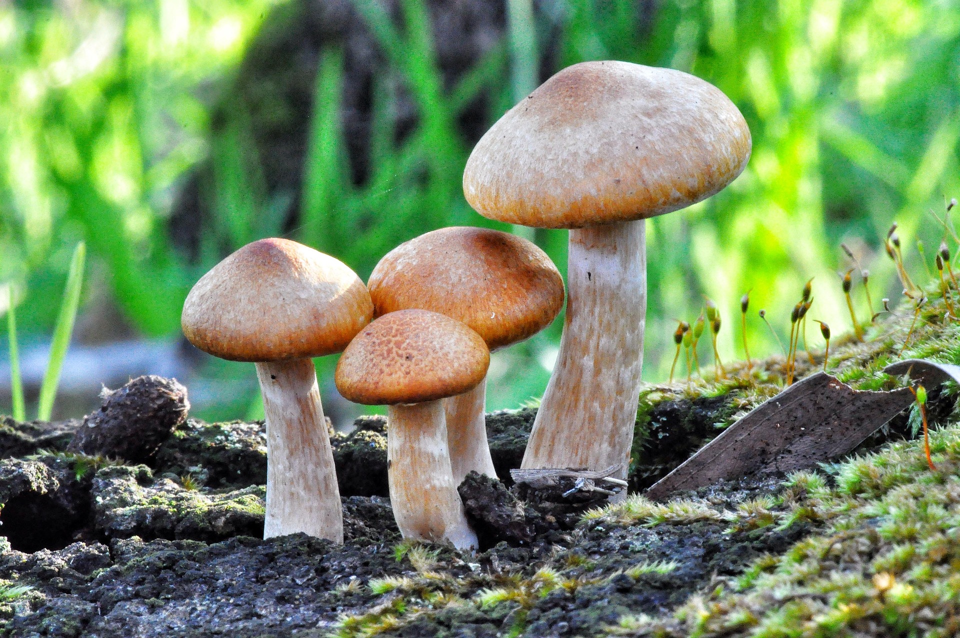 MUSHROOMS