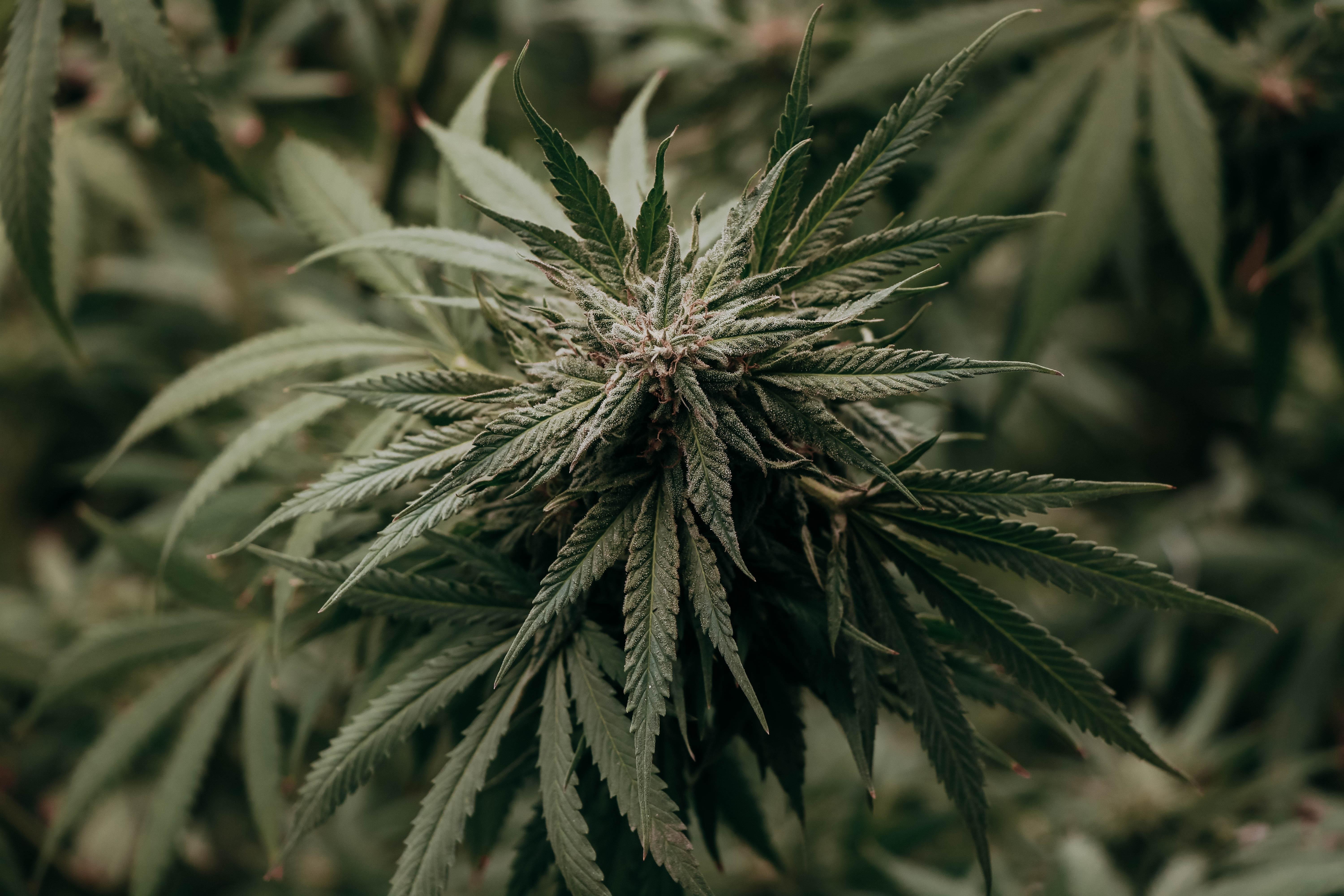 CANNABIS